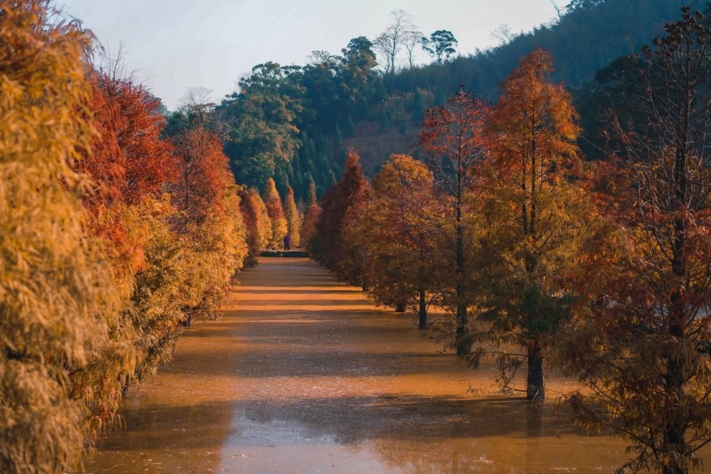 Phong cảnh rừng lá kim hoang dã tự nhiên.