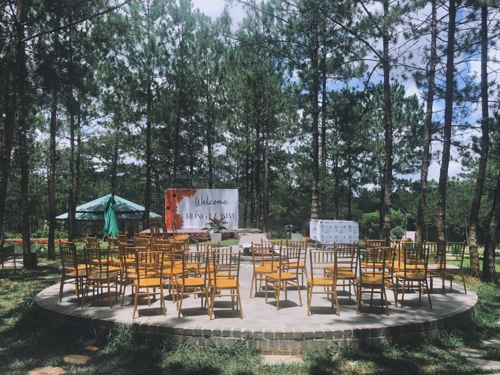 Phong cảnh rừng lá kim xanh mát và hùng vĩ.