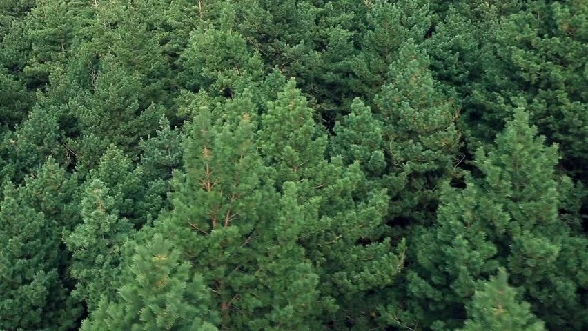 Cảnh đẹp rừng lá kim giữa núi đồi.