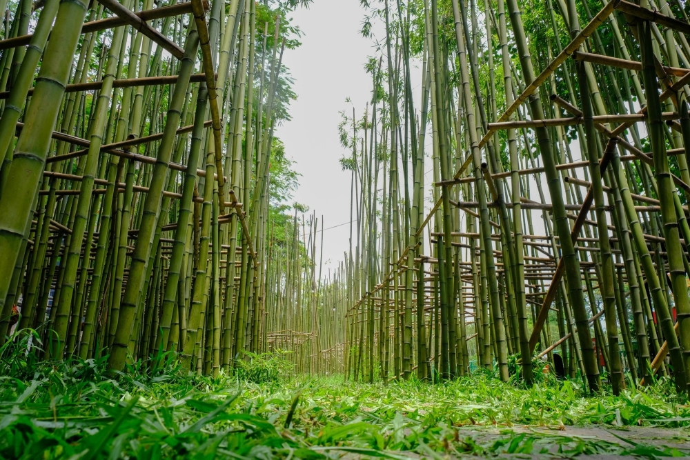 Cảnh rừng tre yên bình giữa núi đồi.