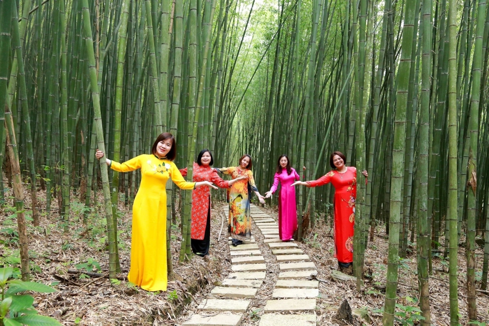 Rừng tre trúc ánh nắng lung linh đẹp mắt.