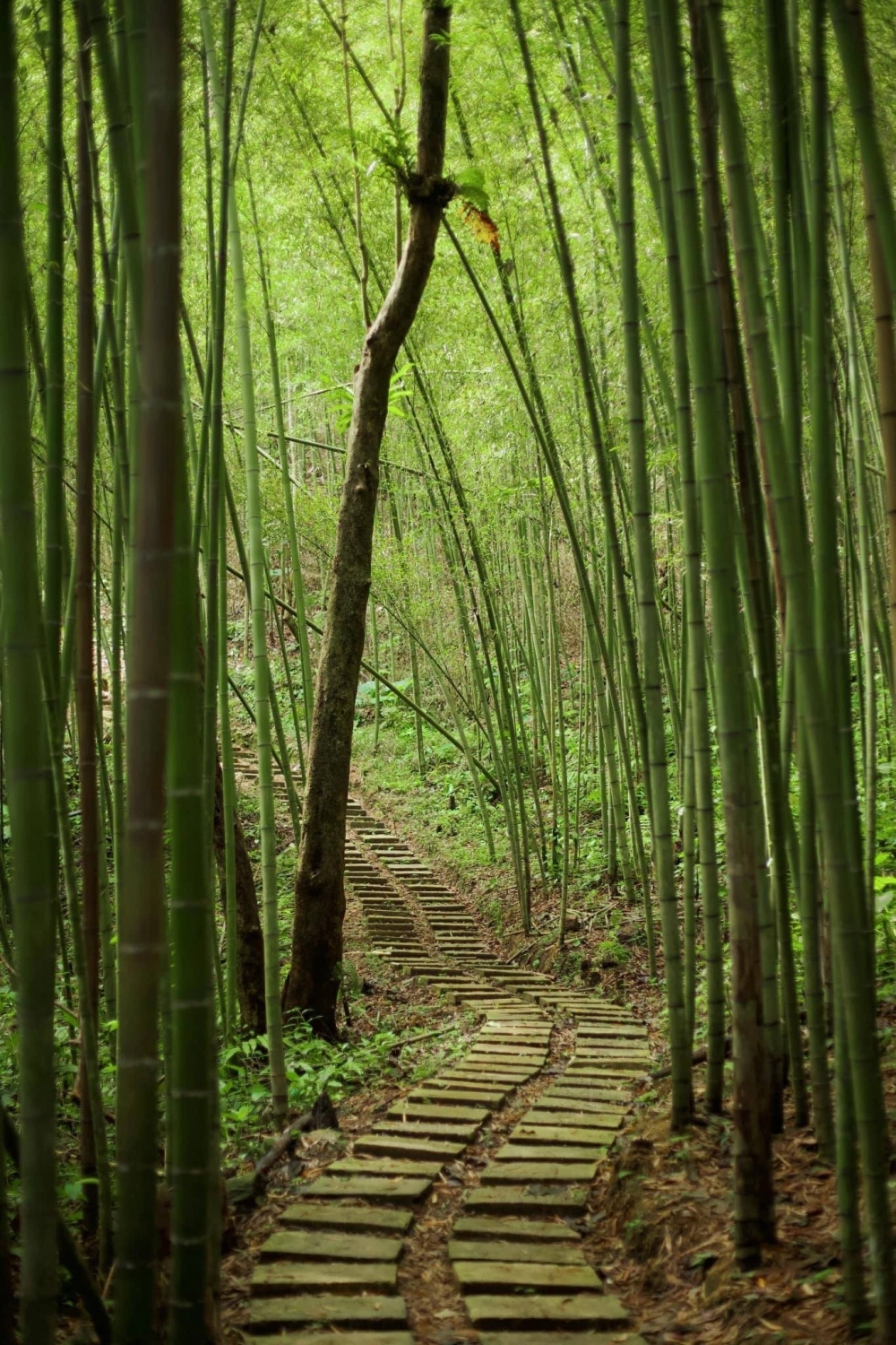 Rừng tre trúc Việt Nam mang vẻ đẹp tự nhiên.