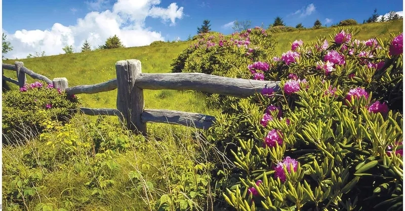 Vẽ tranh phong cảnh mùa xuân đẹp giúp lưu giữ vẻ đẹp tinh khôi của mùa xuân.