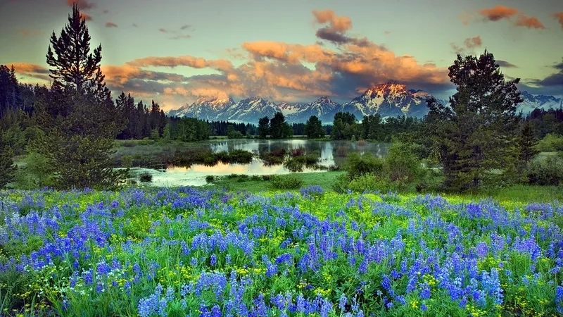 Ảnh cảnh đẹp mùa xuân mang đến cảm giác bình yên và dễ chịu.