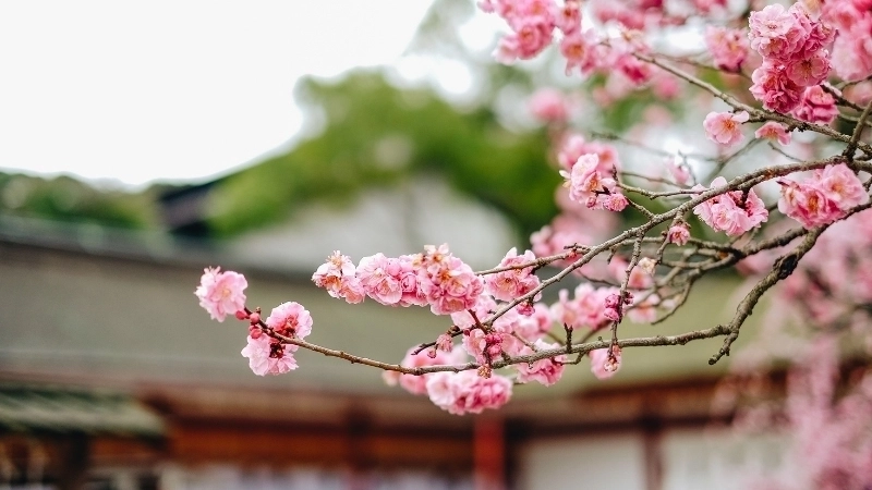 Tận hưởng vẻ đẹp thuần khiết qua ảnh thiên nhiên đẹp full hd.