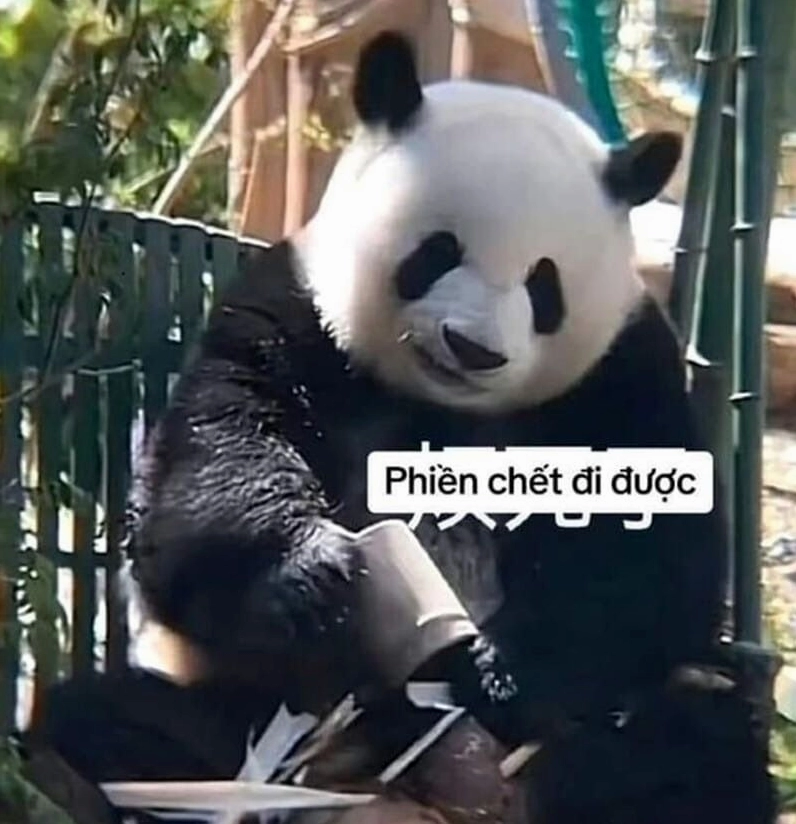 ảnh meme gấu trúc dặn dò lưu ý