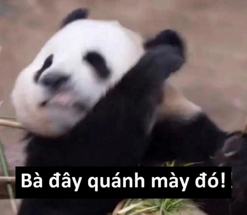 ảnh meme gấu vò đầu bứt tai chán nản
