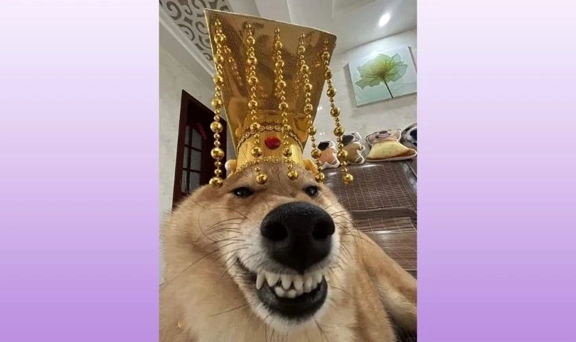 Ảnh meme Tết hình con chó dễ thương đáng yêu mặt buồn thiu