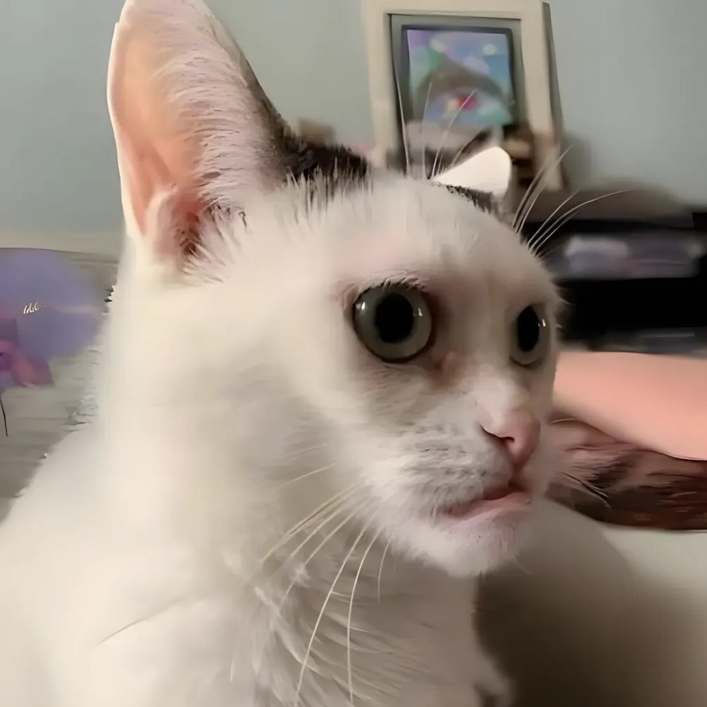 Hình ảnh con mèo ngầu với biểu cảm vô tri hài hước