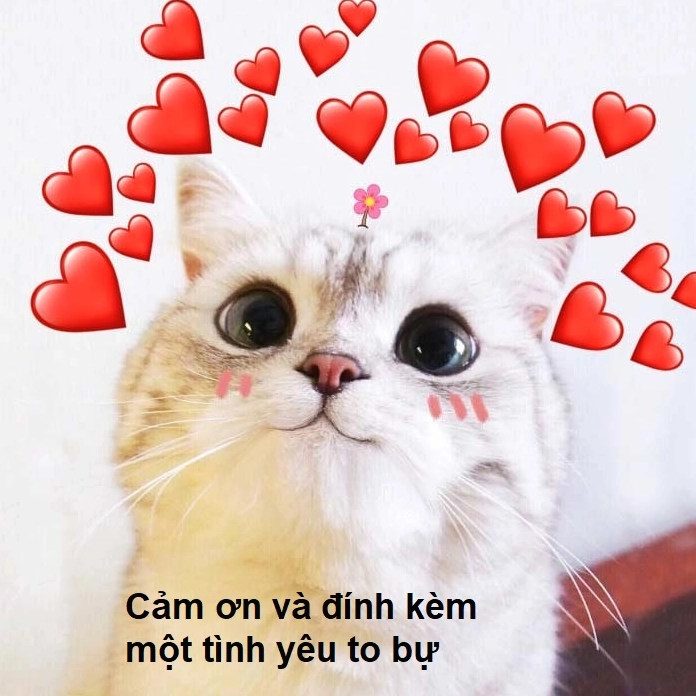 Meme cảm ơn cute hột me đốn tim người xem