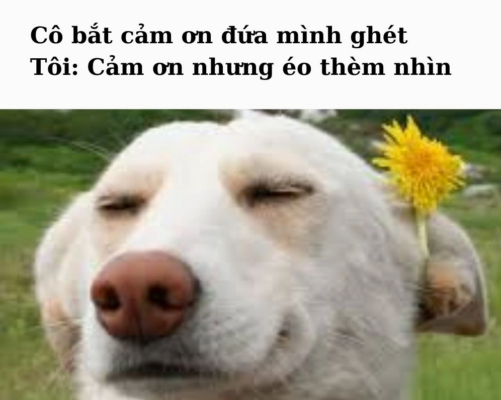 Meme cảm ơn nhưng éo thèm nhìn lạnh lùng