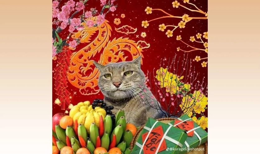 Meme mèo ngày Tết bựa bá đạo 2026 lườm nguýt