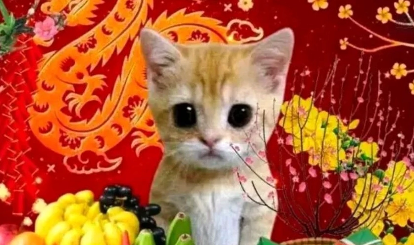 Meme mèo ngày Tết hài hước 2026 cười khẩy