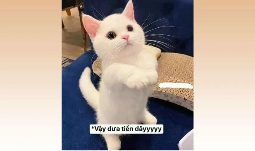 Meme mèo Tết bựa 2026 ngơ ngác