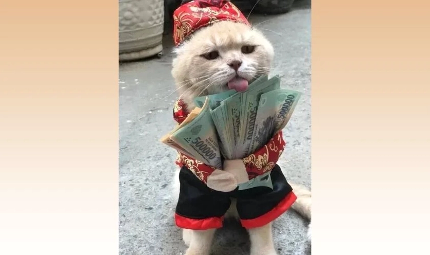Meme mèo Tết bựa bá đạo 2026 đói meo